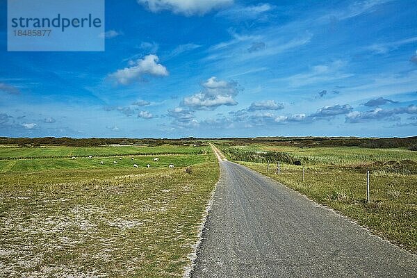 Blick auf ein Naturschutzgebiet auf der niederländischen Insel Texel mit einer Straße  die durch Wiesen führt  und einer frei grasenden Schafherde vor einem blauen Sommerhimmel