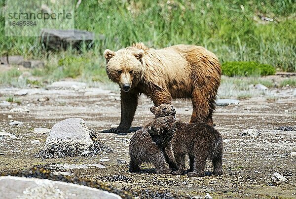 Bärenmutter mit zwei Jungen  Grizzlybär  Küstenbraunbär (Ursus Arctos middendorfi)  Kukak Bay  Katmai National Park  AlaskaGrizzly-Bärenmutter mit zwei Jungen  die sich balgen  Katmai National Park  Alaska  USA  Nordamerika