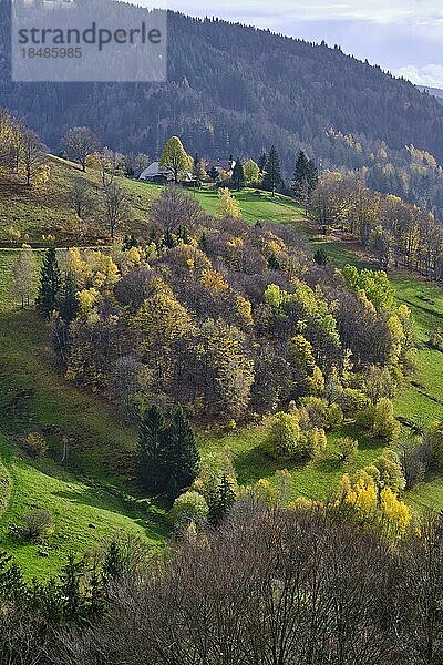 Herbst im südlichen Schwarzwald  Deutschland  Europa