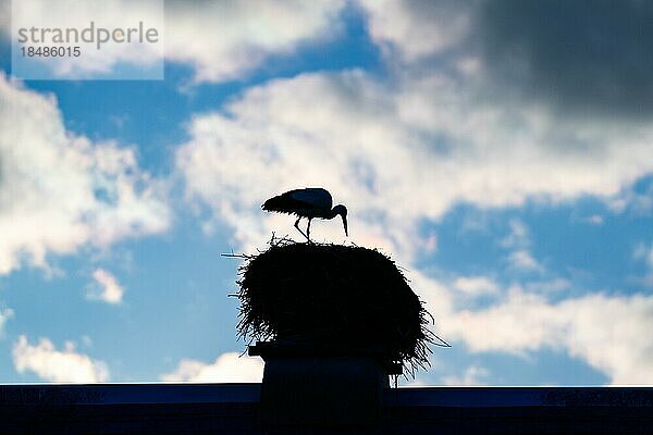 Silhouette eines Weißstorch (Ciconia ciconia) in seinem Nest auf einem Hausdach  Rühstädt  Europäisches Storchendorf  Bad Wilsnack  Prignitz  Brandenburg  Deutschland  Europa