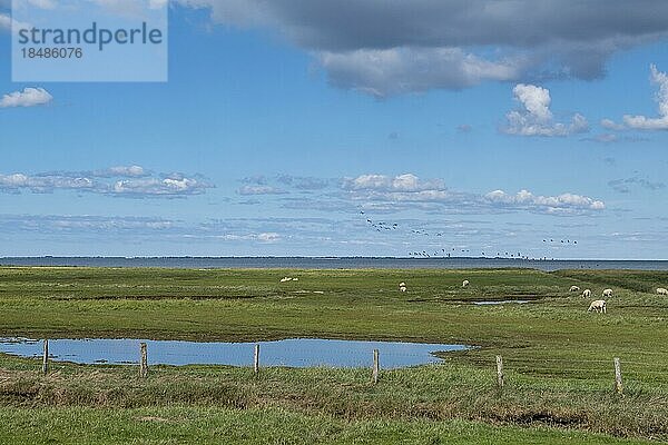 Salzwiesen  Föhr  Nordfriesische Insel  Nordfriesland  Schleswig-Holstein  Deutschland  Europa