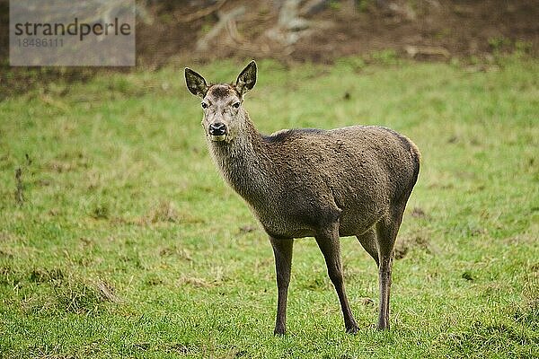 Rothirsch (Cervus elaphus) auf einer Wiese Bayern  Deutschland  Europa