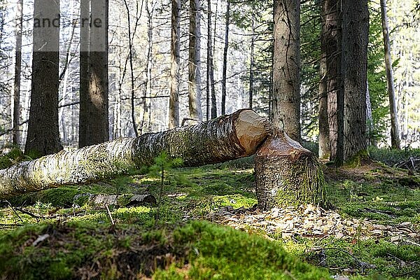 Biberbiss (Castor fiber)  umgestürzter Baum  Titisee  Titisee-Neustadt  Schwarzwald  Baden-Wüettemberg  Deutschland  Europa