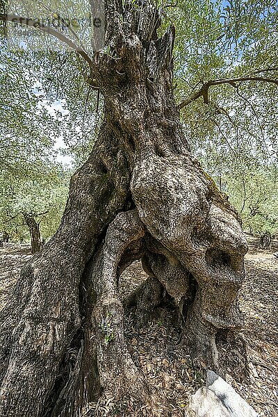 Knorriger Stamm und wurzeln eines Olivenbaumes  Olivenbäume im Terassenanbau  Wanderweg von Soller nach Fornalutx  Serra de Tramuntana  Mallorca  Balearen  Spanien  Europa