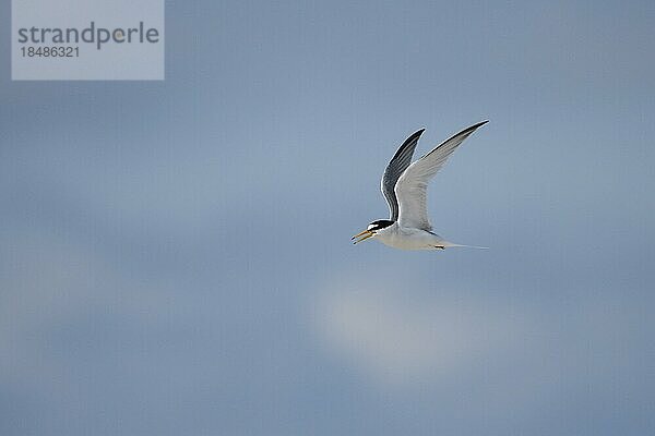 Zwergseeschwalbe (Sterna albifrons)  Altvogel im Flug  rufend  Insel Texel  Nordsee  Nordholland  Niederlande  Europa