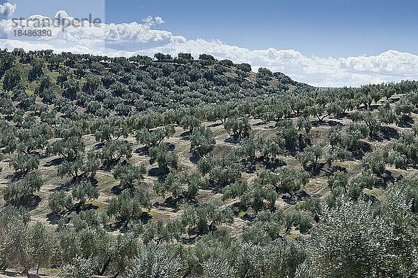 Olivenhain (Olea europaea)  Andalusien  Spanien  Europa