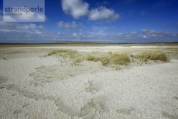 Schutzgebiet De Slufter  Brutgebiet von Zwergseeschwalbe und Sandregenpfeifer  Insel Texel  Nordsee  Nordholland  Niederlande  Europa