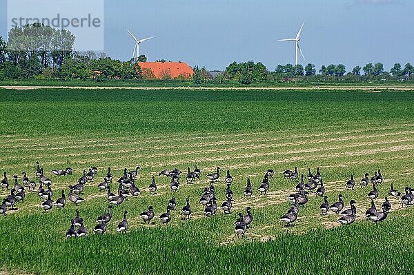 Gänse auf einer Nutzfläche im Nationalpark Oosterschelde  Windräder  Zeeland  Niederlanden