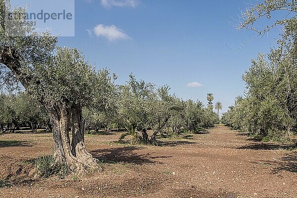 Olivenbäume (Olea europaea) in einem Hain  Marokko  Afrika