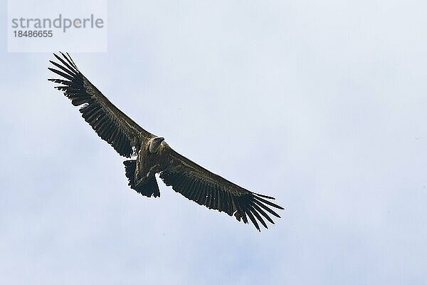 Gänsegeier (Gyps fulvus)  fliegend  Monfragüe Nationalpark  Spanien  Europa