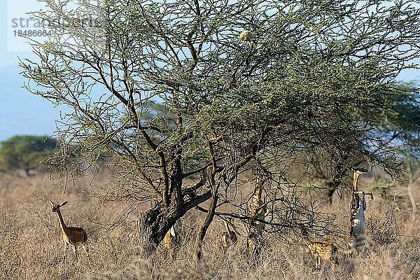 Gerenuk (Litocranius walleri) Antilopen fressen auf den Hintereibeinen an einer Akazie  Samburu National Reserve  Kenia  Afrika
