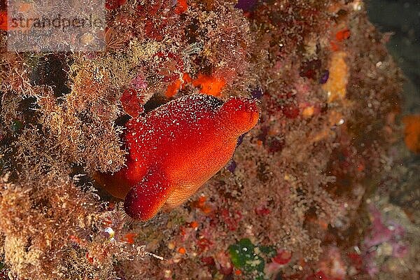 Rote Seescheide (Halocyntia papillosa)  Tauchplatz Meeresschutzgebiet Cap de Creus  Rosas  Costa Brava  Spanien  Mittelmeer  Europa