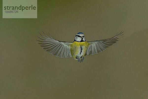 Blaumeise (Parus caeruleus) im Flug  Flugaufnahme frontal von unten  Wilden  Nordrhein-Westfalen  Deutschland  Europa