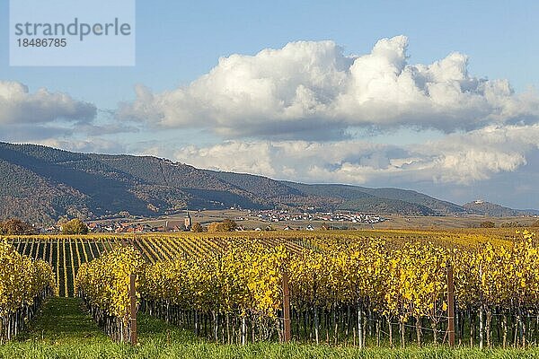 Blick über bunte Weinfelder  den Weinort Burrweiler und den Pfälzerwald  Südpfalz  Pfalz  Rheinland-Pfalz  Deutschland  Europa
