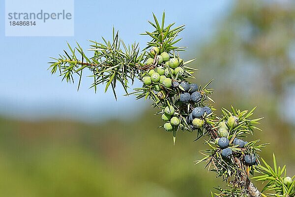 Gemeiner Wacholder (Juniperus communis) Zweig mit reifen und unreifen Beeren  Hessen  Deutschland  Europa