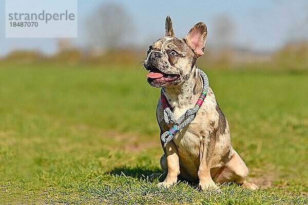 Junge fröhliche merlefarbene Französische Bulldogge mit gesprenkelten Flecken und heraushängender Zunge  die ein Seilhalsband trägt