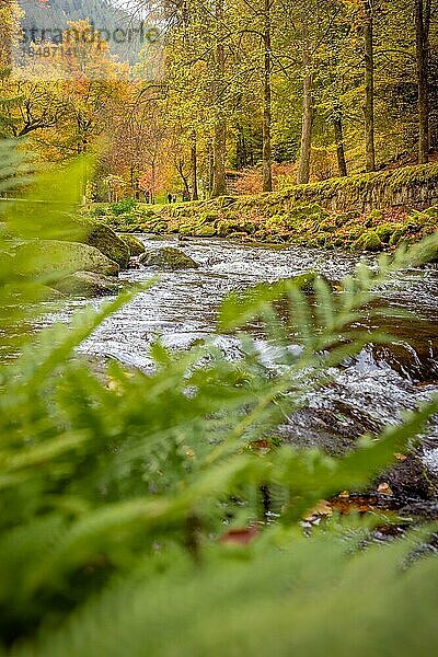 Flusslauf der Enz durch Farn im Herbst  Bad Wildbad  Kurpark  Schwarzwald  Deutschland  Europa