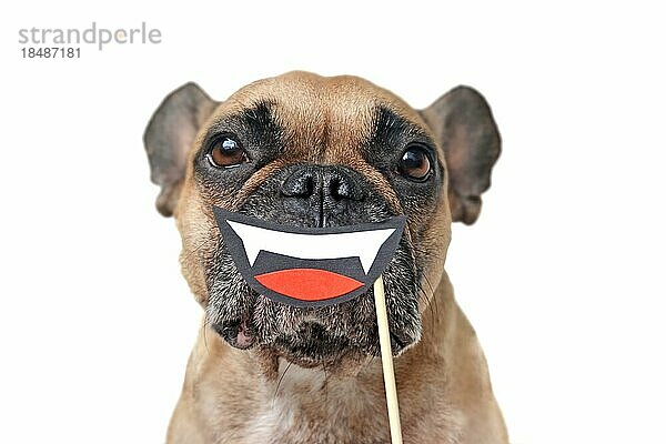 Lustige Halloween Französische Bulldogge Hund mit lächelnden Vampir Mund mit Reißzähnen Papier Foto Requisite vor der Schnauze gehalten vor weißem Hintergrund