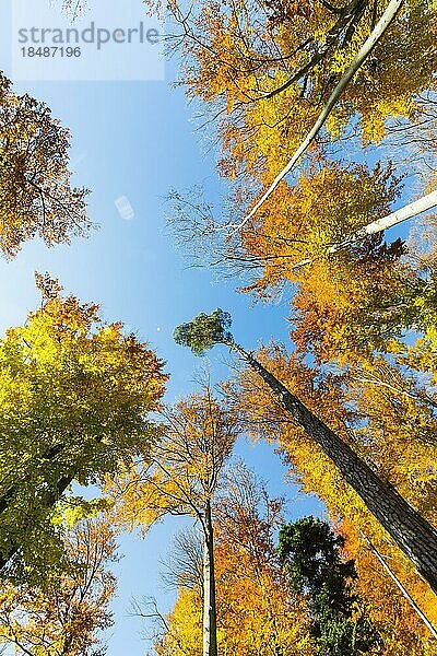Bunte Buchen  Baumwipfel im Herbstwald  Naturschutzgebiet Schafberg mit Lochenstein  Hausen am Tann  Baden-Württemberg  Deutschland  Europa