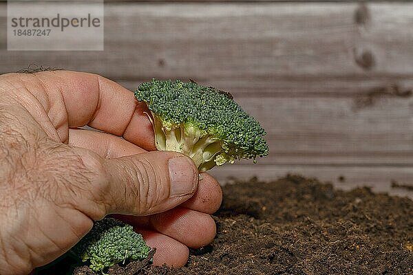Nahaufnahme eines Mannes  der Brokkoli in der Hand hält