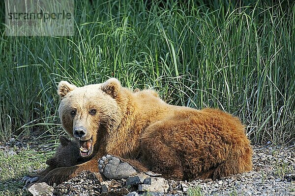 Bärenmutter mit zwei Jungen  Küstenbraunbär (Ursus Arctos middendorfi)  Kukak Bay  Katmai Nationalpark  Alaska  USA  Nordamerika