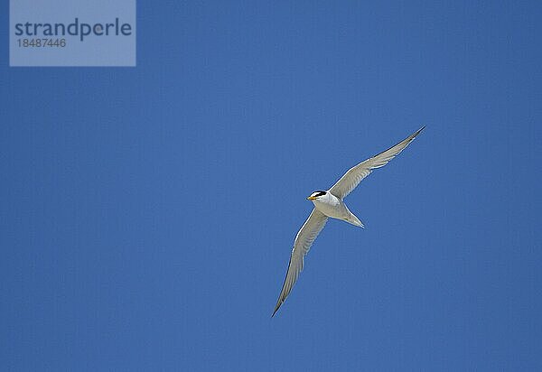 Zwergseeschwalbe (Sterna albifrons)  Altvogel im Flug  Insel Texel  Nordsee  Nordholland  Niederlande  Europa