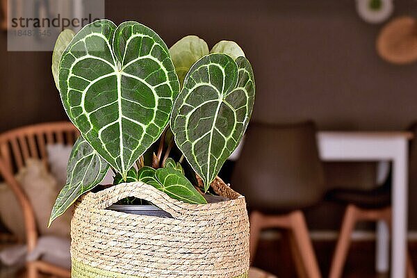 Exotische Anthurium Clarinervium Zimmerpflanze mit weißem Spitzenmuster Adern auf Blättern