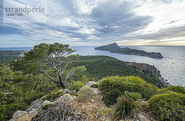 Ausblick auf Berge und Küste mit Meer  Wanderung nach La Trapa von Sant Elm  hinten Insel Sa Dragonera  Sonnenuntergang  Serra de Tramuntana  Mallorca  Spanien  Europa