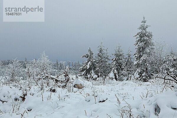 Winterlicher Wald bei trübem nebligem Wetter  Rothaarsteig  Nordrhein-Westfalen  Deutschland  Europa