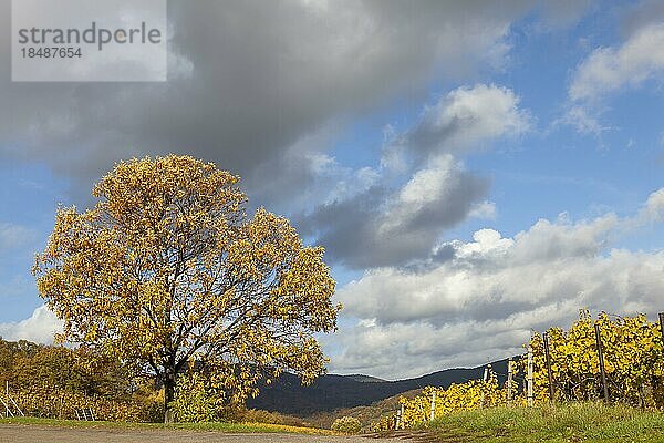 Alter Kastanienbaum  Edelkastanie (Castanea sativa) und Weinberge im Herbst  Birkweiler  Südpfalz  Pfalz  Rheinland-Pfalz  Deutschland  Europa