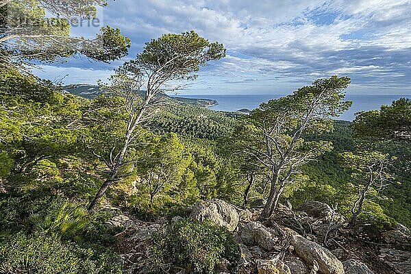 Ausblick auf Berge und Küste  Wanderung nach La Trapa durch lichten Wald  Serra de Tramuntana  Mallorca  Spanien  Europa