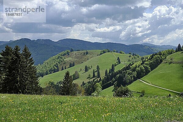 Das obere Wiesental im südlichen Schwarzwald  Sommer  Deutschland  Europa