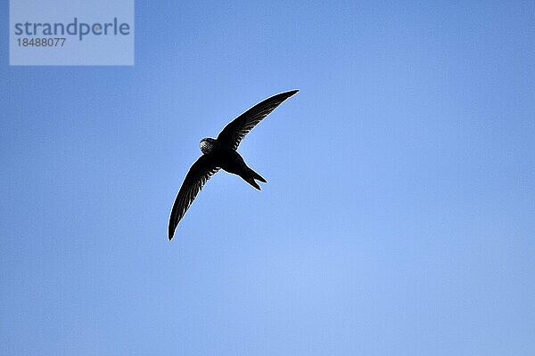 Mauersegler (Apus apus)  im Flug  Insel Texel  Nordsee  Nordholland  Niederlande  Europa