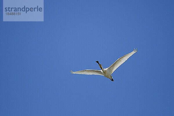 Löffler (Platalea leucorodia)  Altvogel im Flug  Insel Texel  Nordsee  Nordholland  Niederlande  Europa