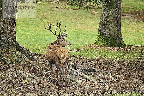 Rothirsch (Cervus elaphus)  Hirsch am Waldrand  Bayern  Deutschland  Europa