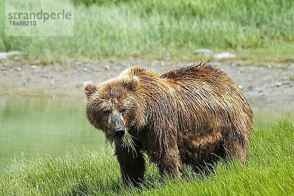 Küstenbraunbär (Ursus Arctos middendorfi) Grizzlybär frisst Riedgras  Katmai National Park  Alaska  USA  Nordamerika