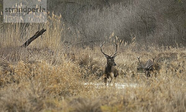 Rothirsche (Cervus elaphus)  Wasser  Schilf  Niederösterreich