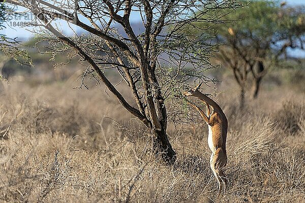 Gerenuk (Litocranius walleri) Antilope frisst auf den Hintereibeinen an einer Akazie  Samburu National Reserve  Kenia  Afrika