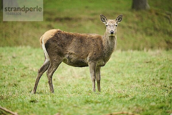 Rothirsch (Cervus elaphus) auf einer Wiese Bayern  Deutschland  Europa