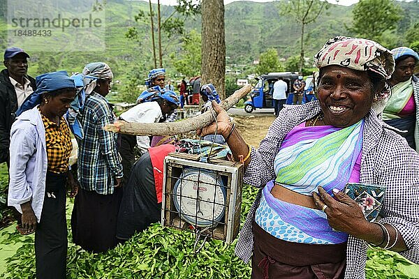 Teepflückerinnen mit Teewaage an der Sammelstelle  Dambatenne Teegarten  Haputale  Sri Lanka  Asien