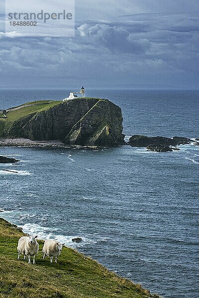 Zwei weiße Schafe und der Leuchtturm von Stoer Head am Point of Stoer in Sutherland  Schottische Highlands  Schottland  UK