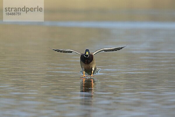 Stockente (Anas platyrhynchos)  Männchen  Erpel  der mit offenen Flügeln und nach vorne gestreckten Beinen im Wasser eines Sees landet