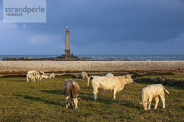 Kühe auf der Weide und Leuchtturm am Cap de La Hague  Halbinsel Cotentin  Basse Normandie  Frankreich  Europa