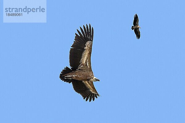 Zwei Gänsegeier (Gyps fulvus)  Gänsegeier im Flug  aufsteigend gegen den blauen Himmel