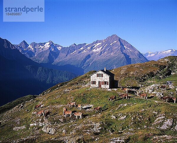 AUT  Österreich: Die Vielseitigkeit des Alpengebirges begeistert nicht nur Bewohner aus dem flachen Land  hier das Gebirge in den Jahren 1965 bis 1971. Hochalm mit Herde von Kühen