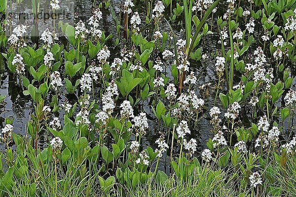 Fieberklee (Menyanthes trifoliata)  blühende Sumpfbohne im Teich