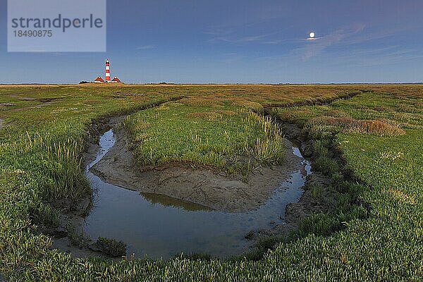 Salzwiese und Leuchtturm Westerheversand in Westerhever  Halbinsel Eiderstedt  Nationalpark Wattenmeer  Nordfriesland  Deutschland  Europa