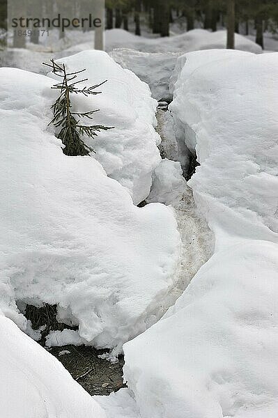 Fährte des Eurasischen Bibers  Europäischer Biber (Castor fiber) mit Rutsche im Schnee im Winter  die zu einem Teich im Wald führt  Nationalpark Bayerischer Wald  Deutschland  Europa