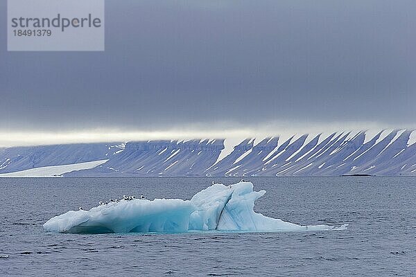 Möwen ruhen auf einem Eisberg in der Hinlopenstretet  Hinlopenstraße  Meerenge zwischen Spitzbergen und Nordaustlandet in Svalbard  Norwegen  Europa