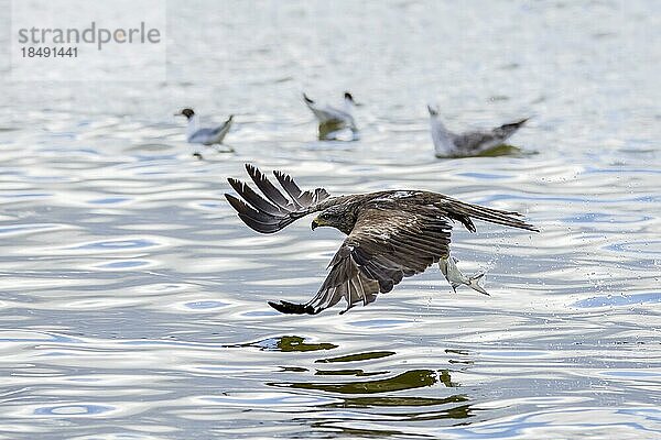 Schwarzmilan (Milvus migrans) im Flug  der mit seinen Krallen Fische aus dem See fängt